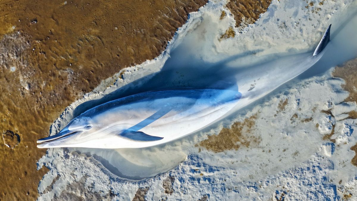 Dode dolfijn aangespoeld op wad bij Wierum