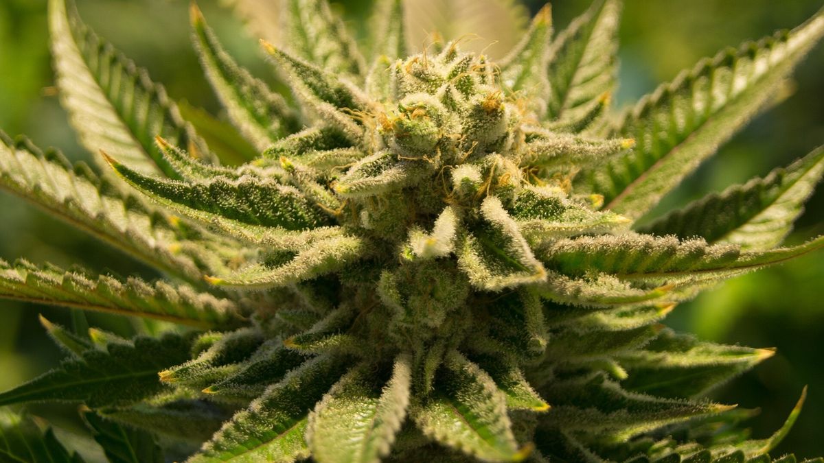 Burgemeester Assen sluit woning na ontdekking hennepkwekerij