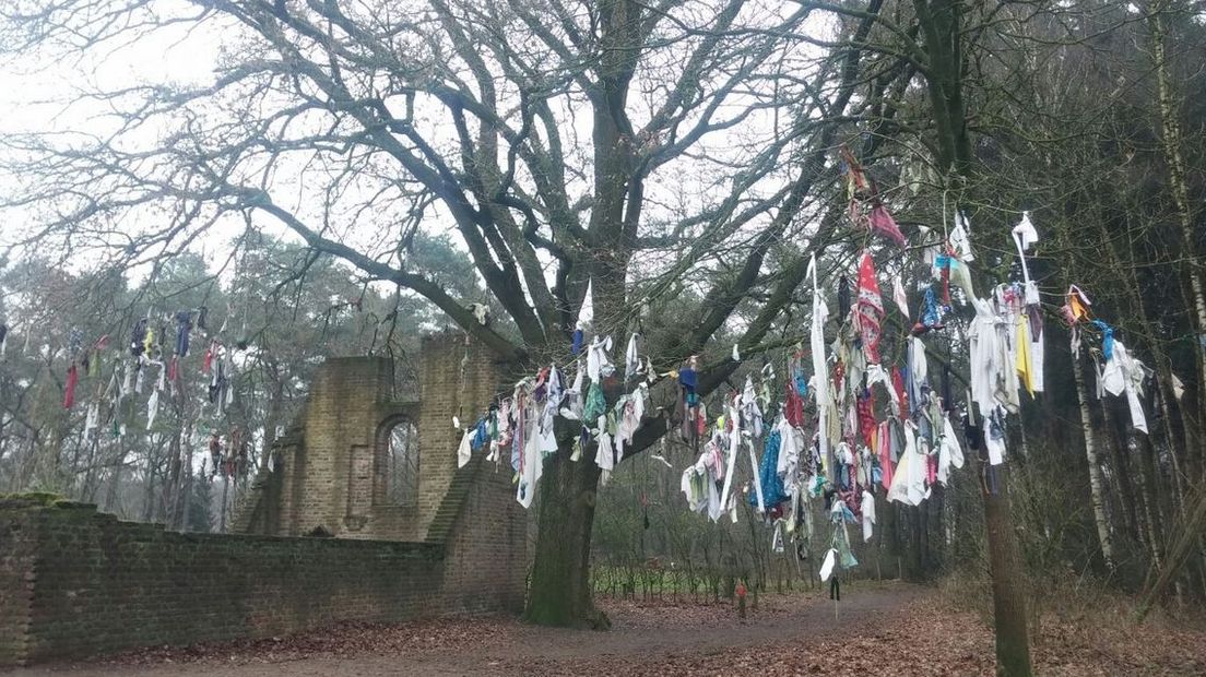 Schoenen, bh's, jassen. Mensen hangen van alles in de koortsboom in Overasselt. En dat vindt de boom niet leuk, want die dreigt onder de last te bezwijken. Boswachter Thijmen van Heerde van Staatsbosbeheer wil meer respect voor de zomereik.