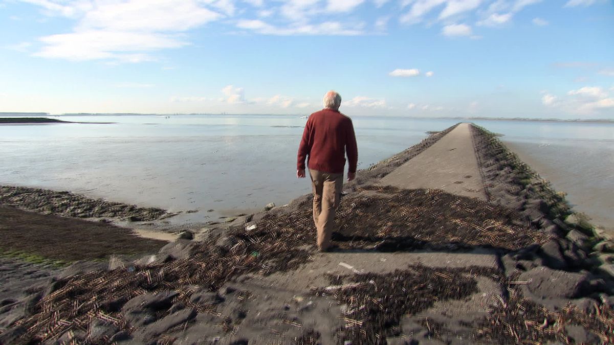 Strekdammen in Westerschelde werken averechts