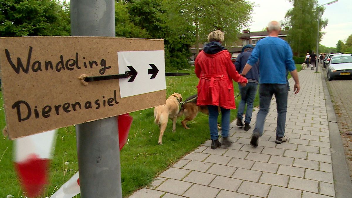 Geld in het laatje door avondvierdaagse met honden (video) - Omroep Zeeland