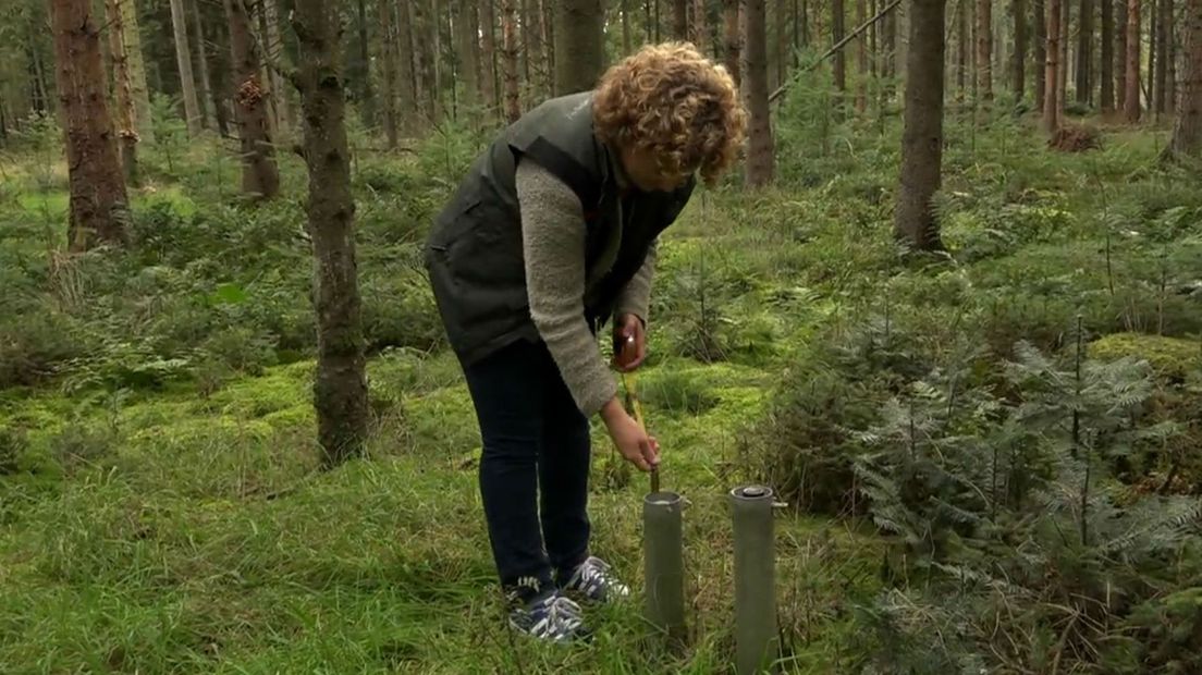 Ecoloog Judith Bosman meet het grondwaterpeil (Rechten: RTV Drenthe)