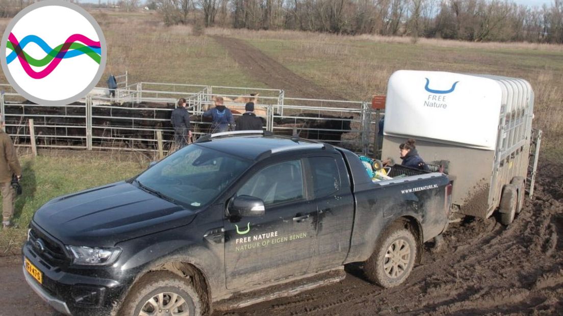 Free Nature verplaatst dieren in verband met hoog water