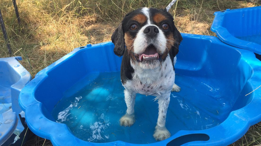 Lekker verkoeling in een badje voor deze hond