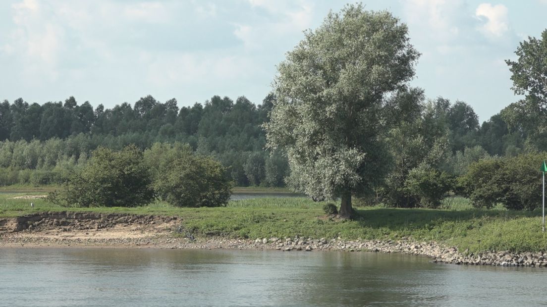 Karakteristieke wilg langs de Ijssel bij Deventer