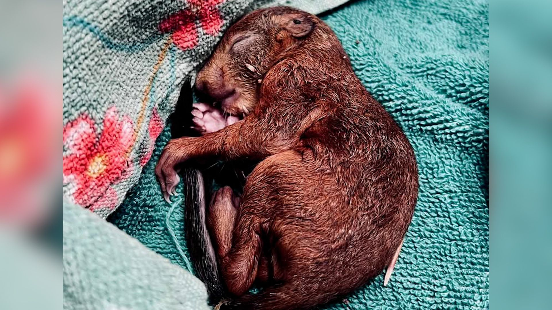 Koud, nat en moederziel alleen in de berm: 'Het leek wel een drol'