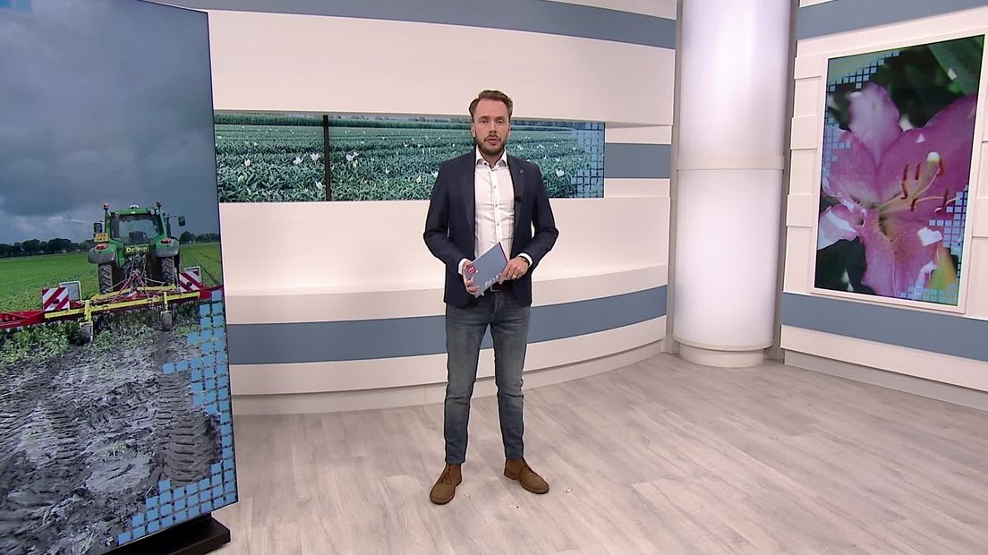 Kritiek en vragen politiek Westerveld over plannen lelietelers duurzamer telen