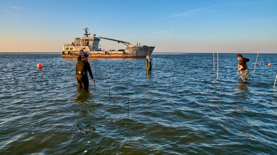Wetenschappelijk zeegrasonderzoek in de Waddenzee