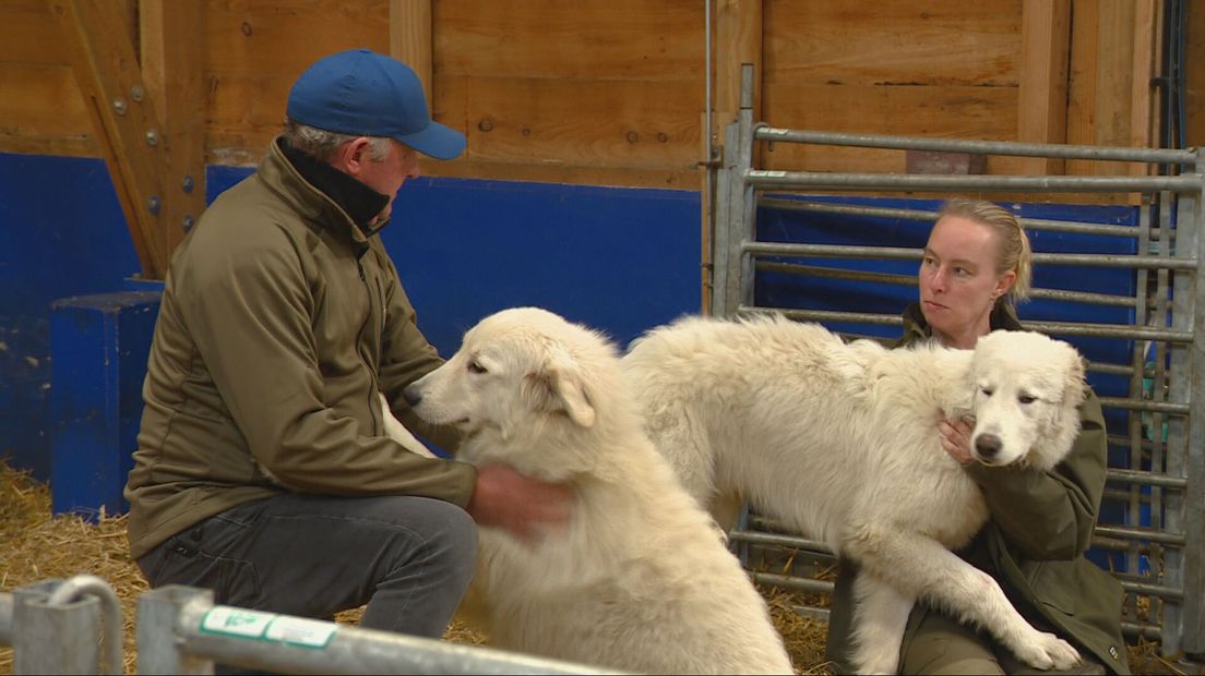 It Maremma-ras is sosjaler as oare keppelbeskermingshûnen