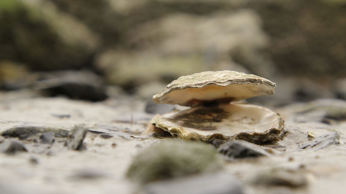 Oesterschelp in Nationaal park Oosterschelde