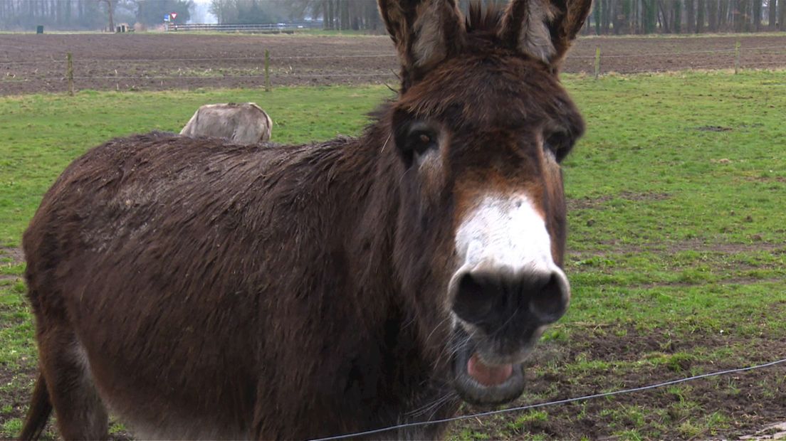 Bij de ezelopvang in Olst staan 36 ezels.