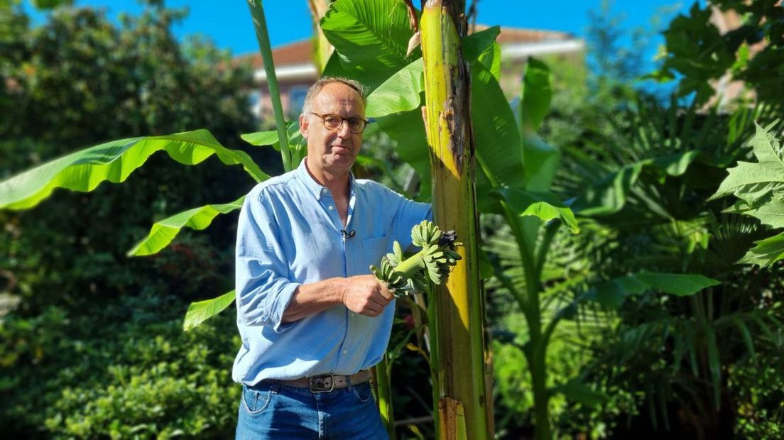 'Toon Bananenboom' toont zijn kleine bananenoogst