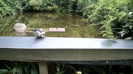 Wildcam: gaai is vaste bezoeker van verkoelende vijver