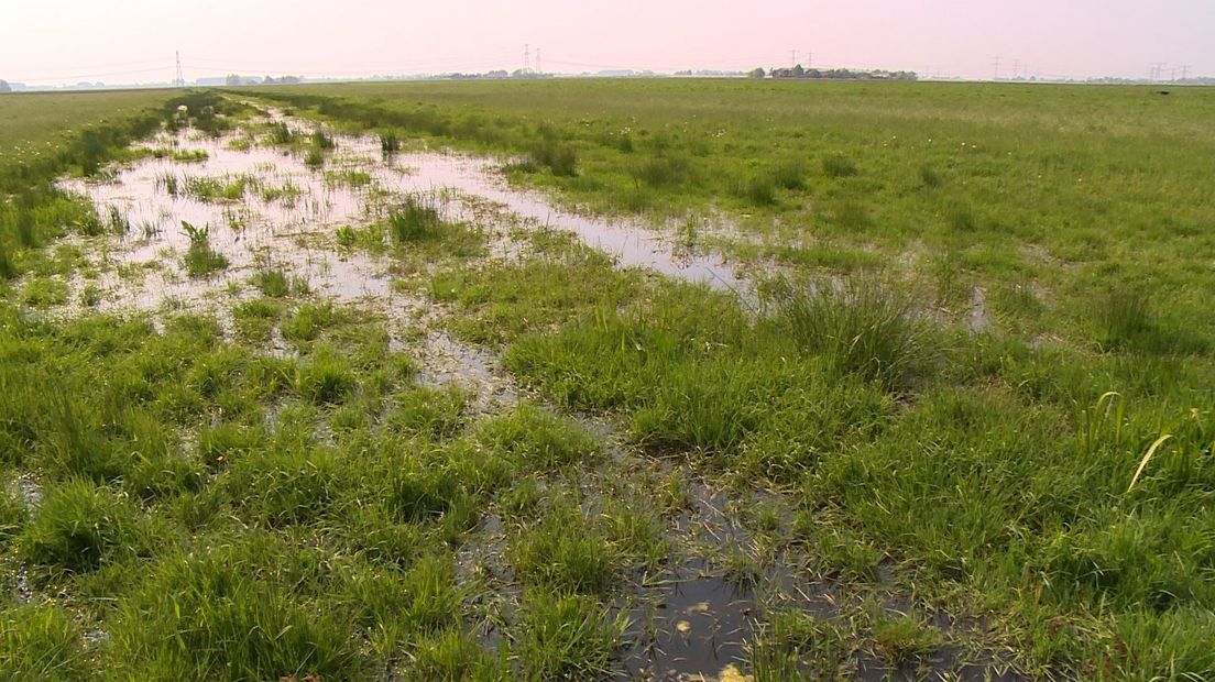 Weidevogelkaas uit polder Mastenbroek