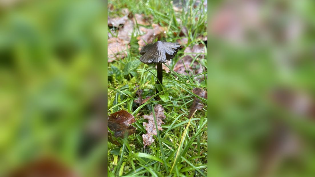 De zwartwordende wasplaat