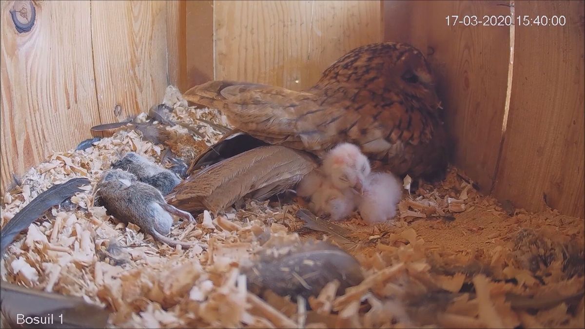 Wildcam: kleine kuikens krijgen praatjes