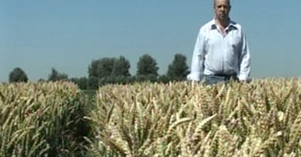 Hoeveel Graan Voor 1 Brood