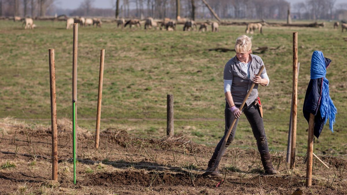 Nieuw monument in Roosteren voor Eerste Wereldoorlog