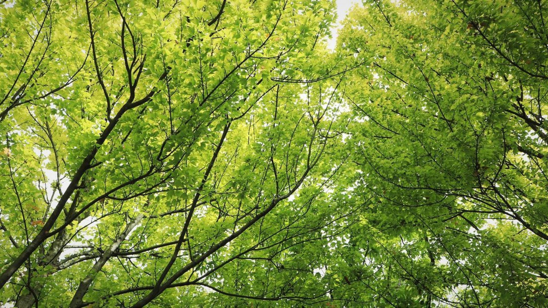 De vele regen doet bomen geen goed.