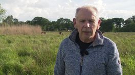 Exmoorpony's Aekingerzand in wolfwerende nachtweide