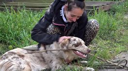 Hondeneigenaar Denise (28): "Zonder Zoëy zou ik niet meer leven"