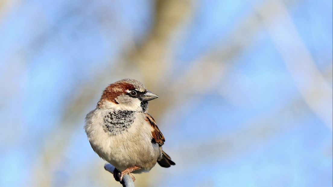 De huismus is ook dit jaar de meest getelde vogel in Overijssel