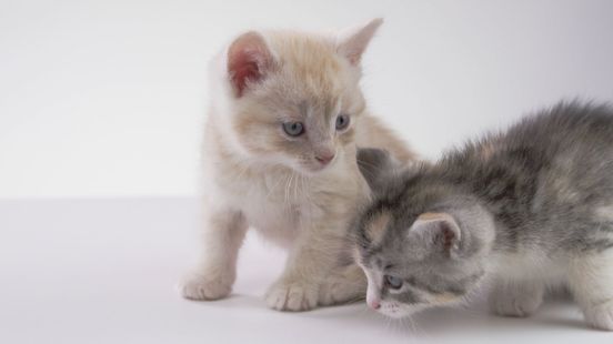 Ook huisdieren krijgen de lente in de bol