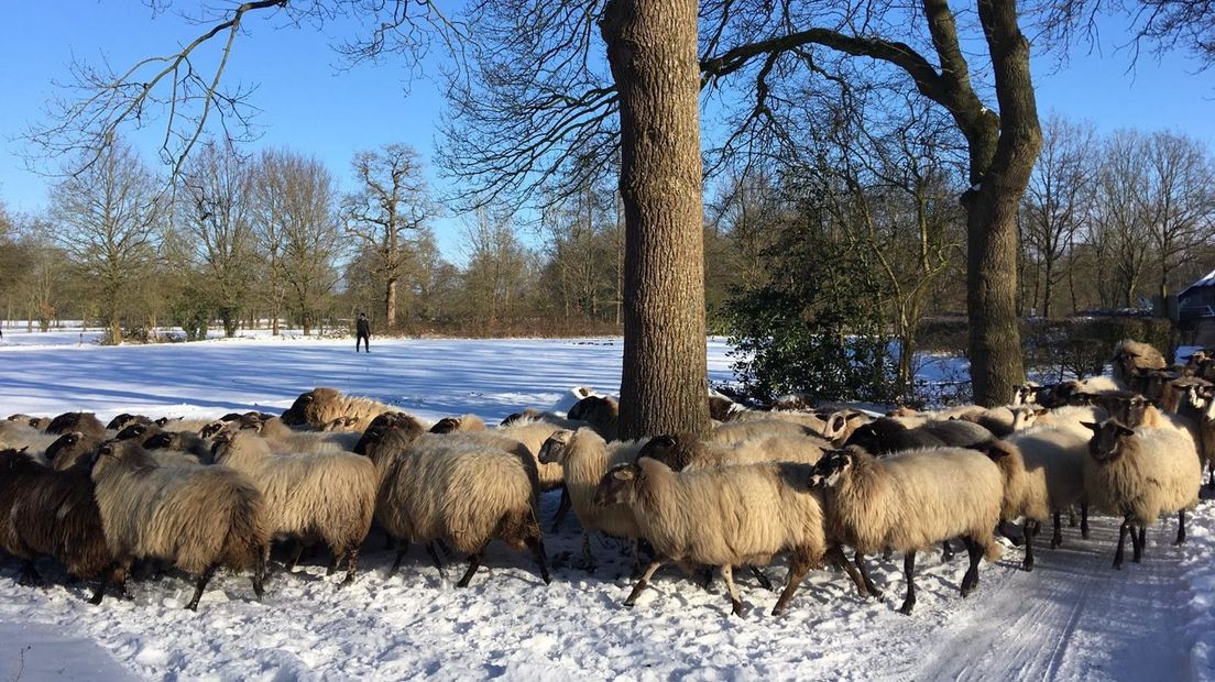 De schapen van de Orvelter kudde gaan ook op pad