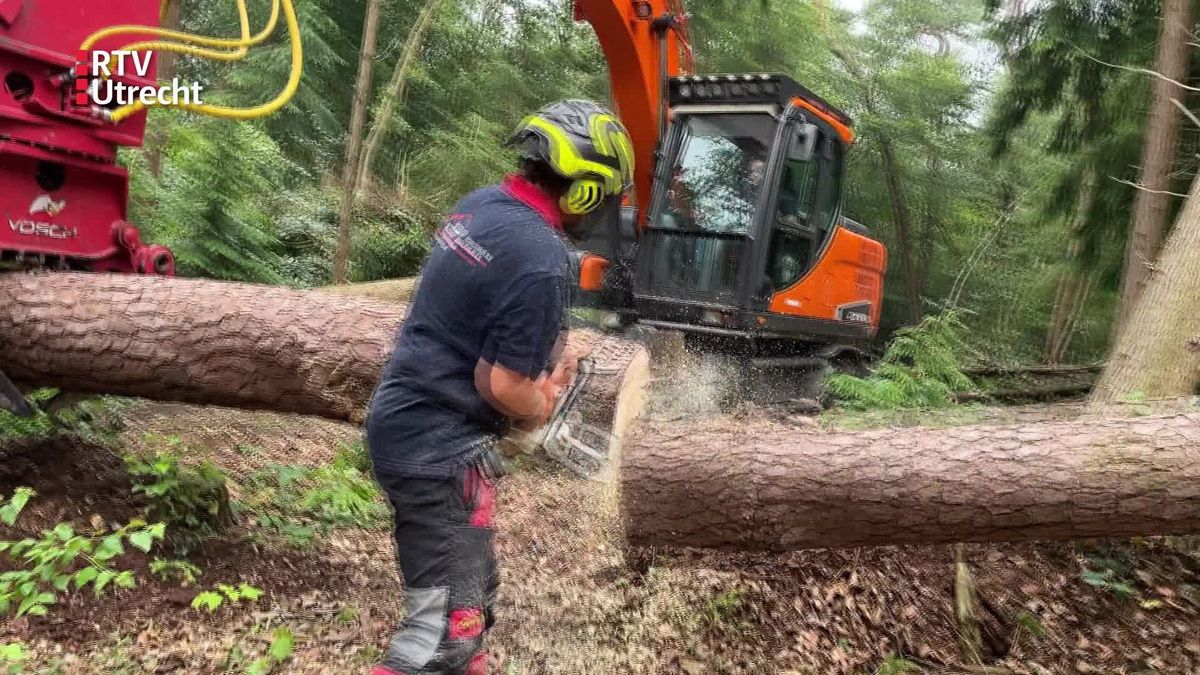 Deel bossen Leersum weer toegankelijk na verwoestende valwind