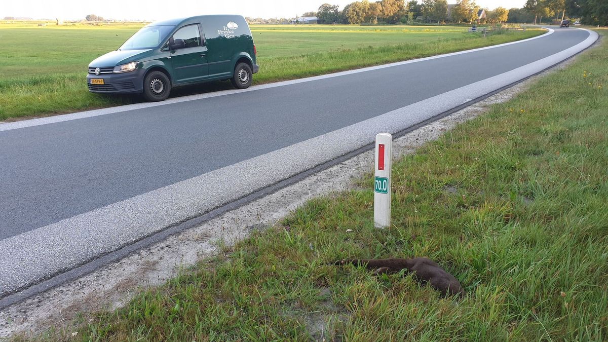 Otter doodgereden op de Lauwersseewei bij Aldtsjerk