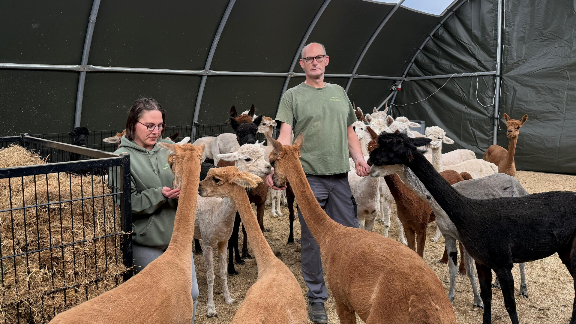 René en Sandra houden hun 94 alpaca's binnen uit angst voor de wolf