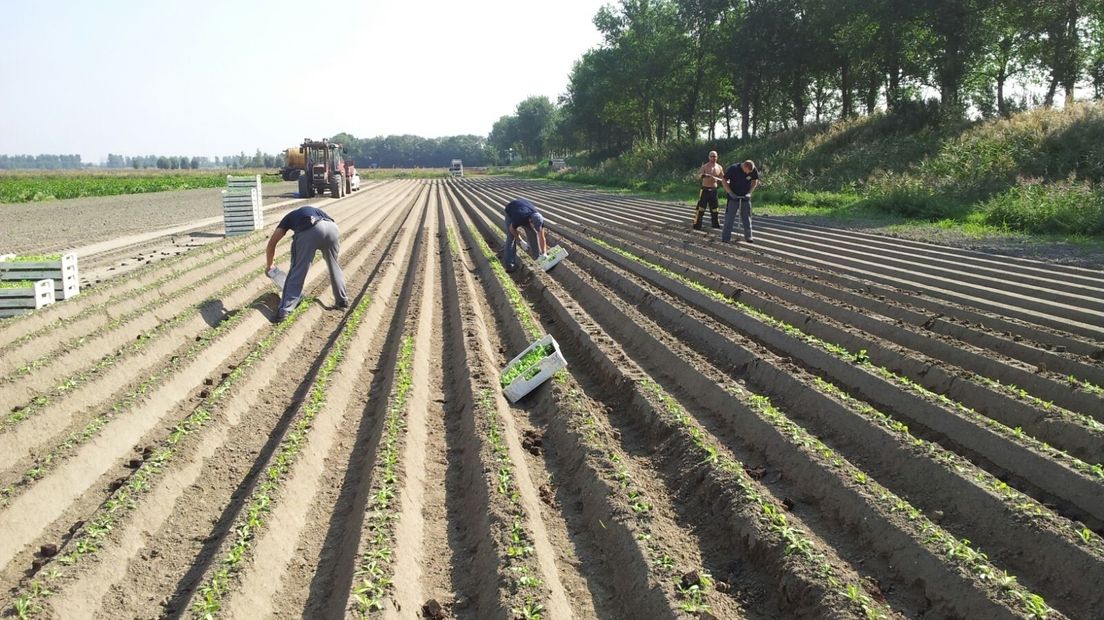 De paardenbloemen worden geplant.