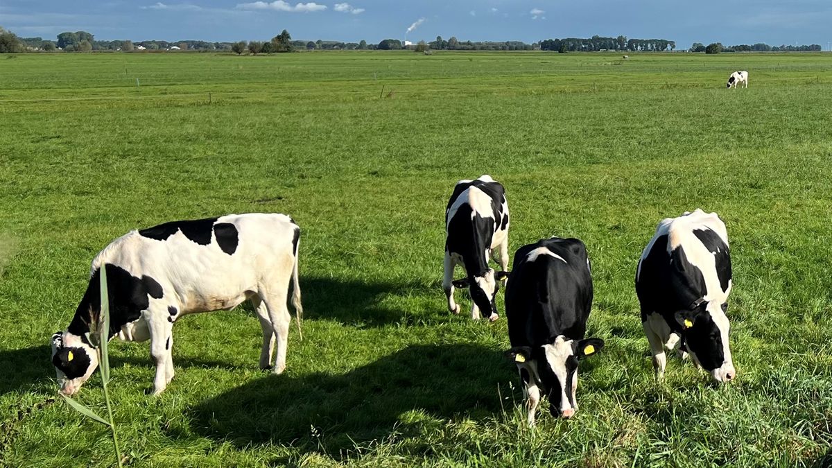 Nieuw type blauwtong ontdekt in Utrecht: 'Voelt alsof we weer terug zijn bij af'