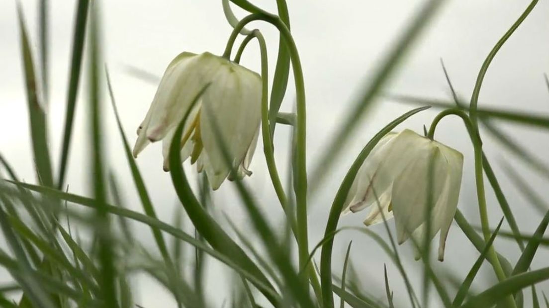 De witte kievitsbloem is zeldzaam (Rechten: RTV Drenthe)