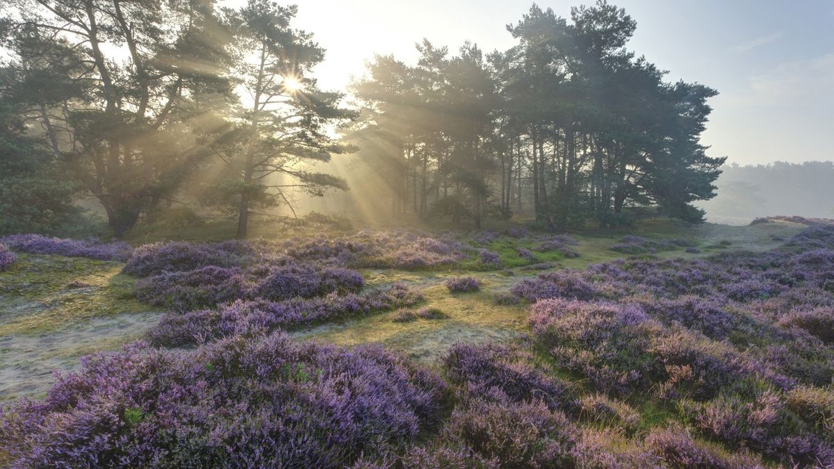 Bos maakt plaats voor heide
