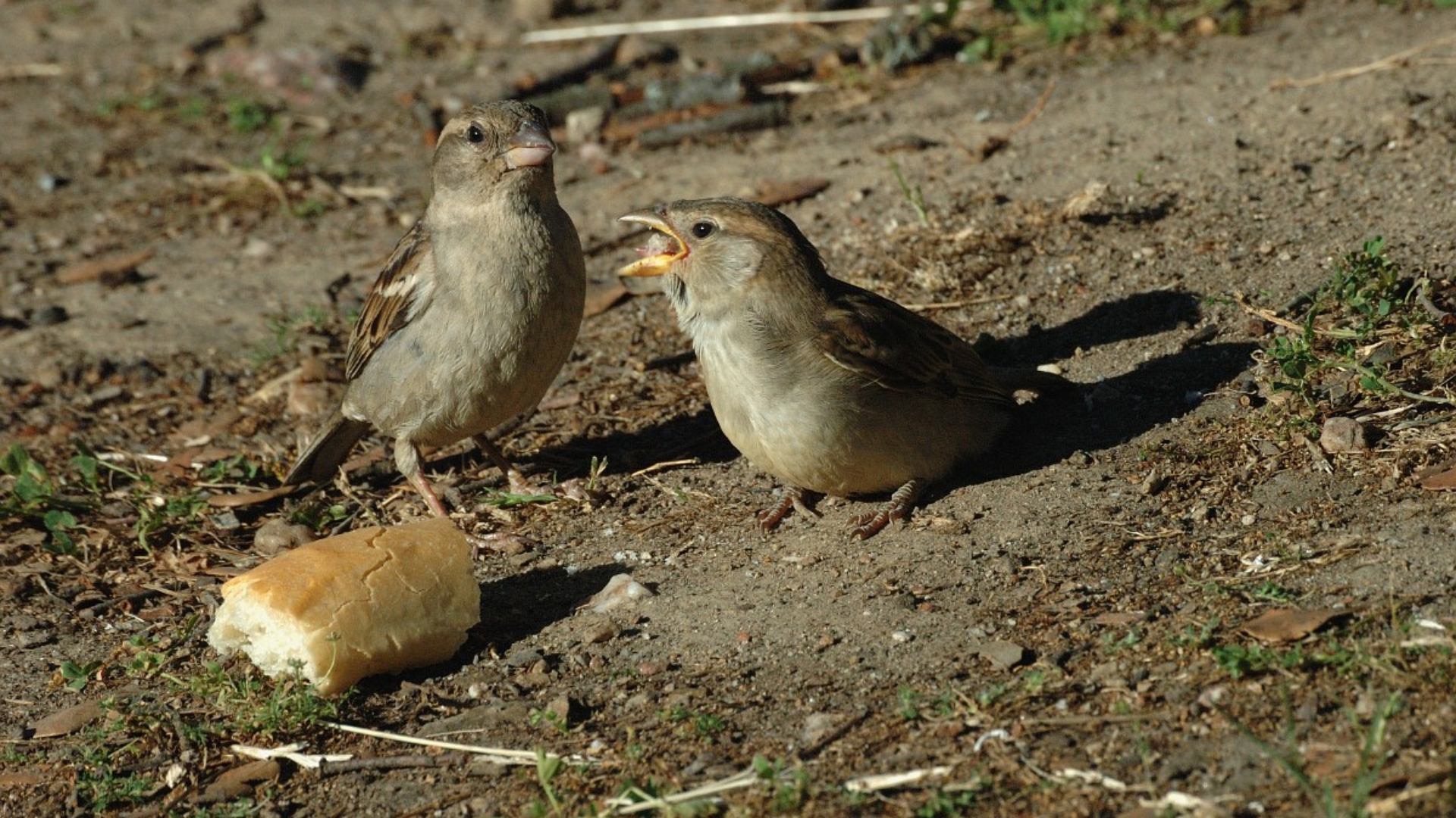 De Huismus Is Opnieuw De Meest Getelde Vogel In Groningse Tuinen - RTV ...