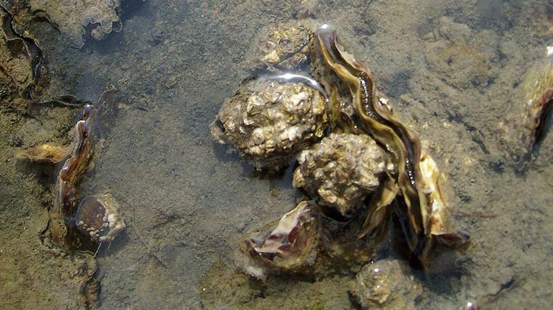 Een Japanse oester in de Waddenzee