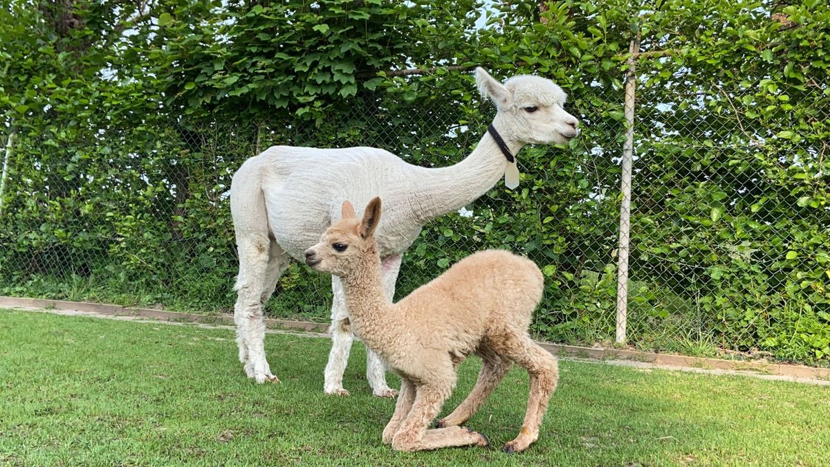 Schattig! Na twee jaar ein-de-lijk een baby-alpaca geboren in Westmaas (en knuffelen is toegestaan)