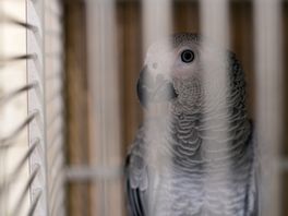 Vogelhandelaar uit Rolde voor de rechter: 'Vogels hingen dood in het gaas'