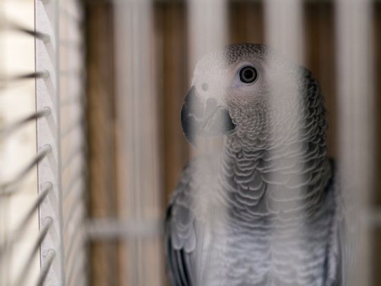 Vogelhandelaar uit Rolde 'vervalst papieren en laat dieren verhongeren'