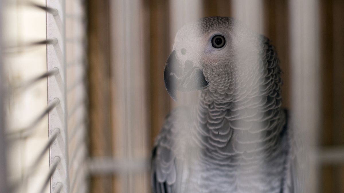 Vogelhandelaar uit Rolde 'vervalst papieren en laat dieren verhongeren'