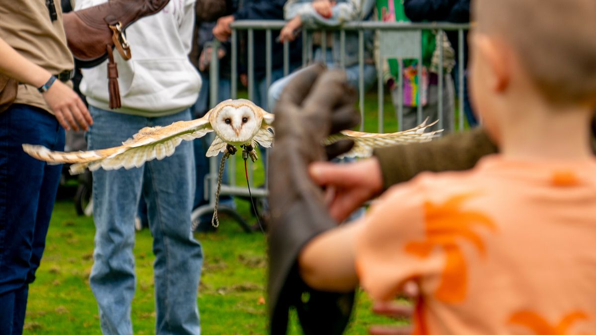 In Beeld: Publiek doet mee aan roofvogeldemonstratie Pittelo