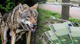 Wolfwerende maatregelen in trek: budget al bijna op
