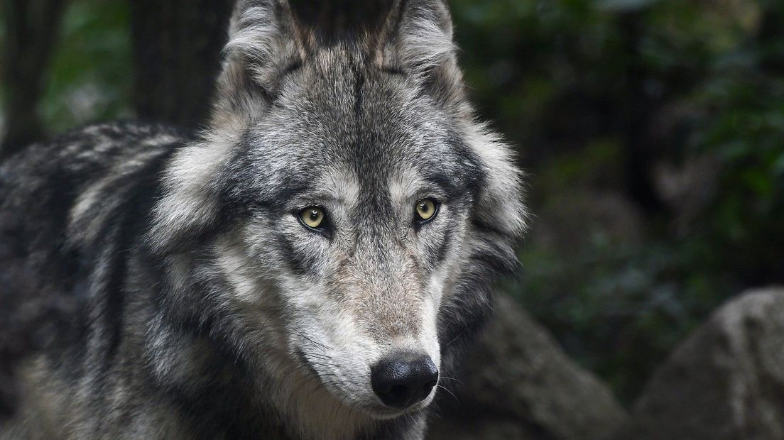 Wolf close-up