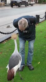Kraanvogel als huisdier