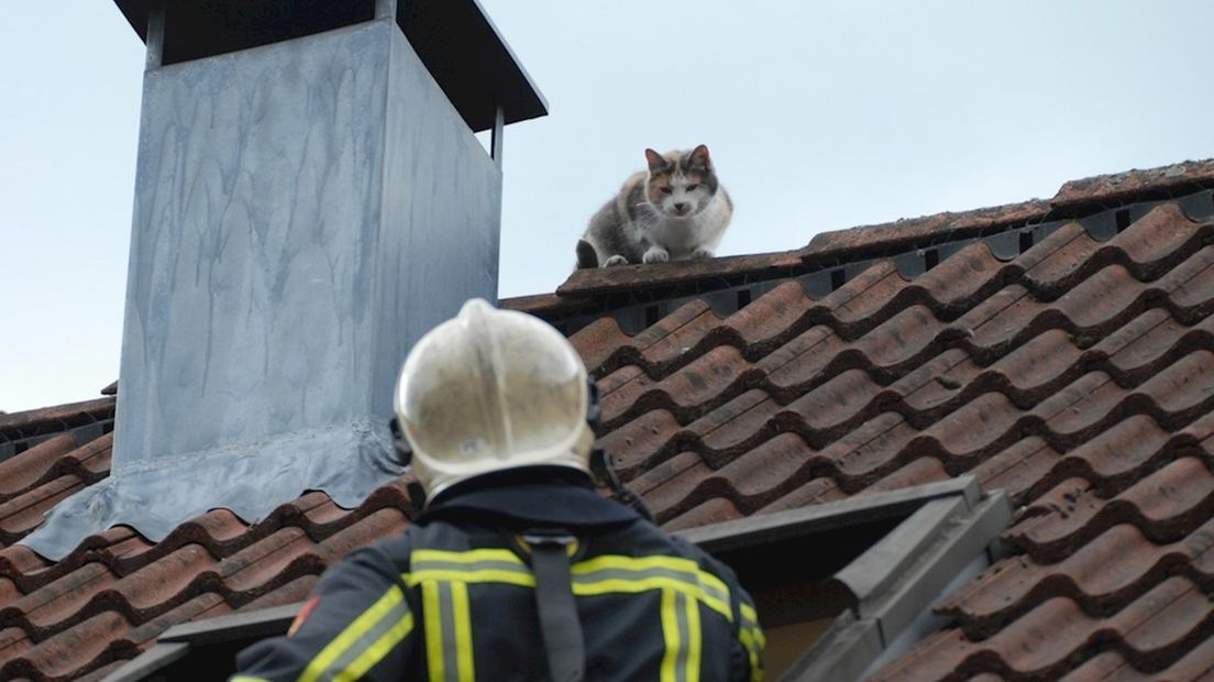 Kat houdt de buurt wakker