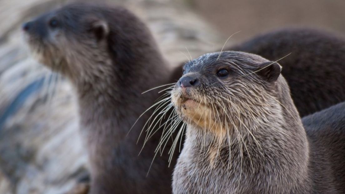 Otters moeten snelwegen oversteken, met gevaar voor eigen leven.