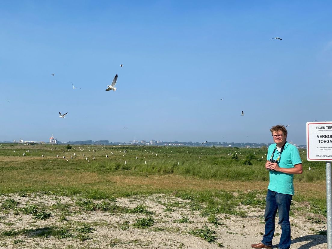 Havenbioloog Ronald-Jan Buijs bij de meeuwenkolonie in de Rotterdamse haven