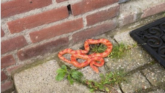 Politie vindt slang in Kerkrade, eigenaar meldt zich maar blijkt verkeerde reptiel Home