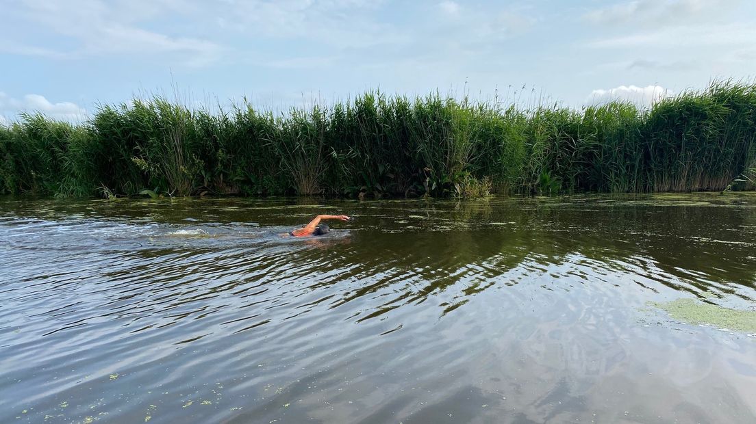 De Seesuskes